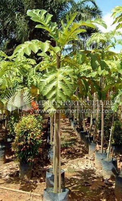 Artocarpus altilis (Breadfruit)